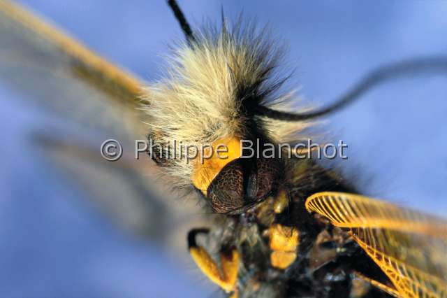 Libelloides longicornis.JPG - Libelloides longicornis (Portrait)Ascalaphe communOwflyNeuropteraAscalaphidaeFrance